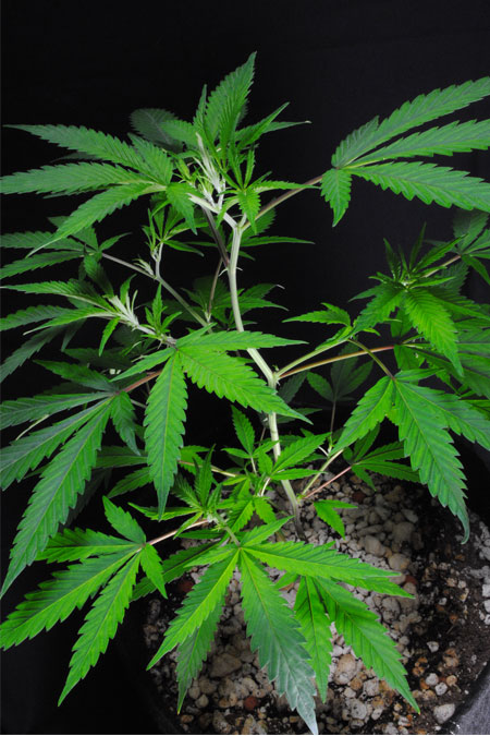 Grow